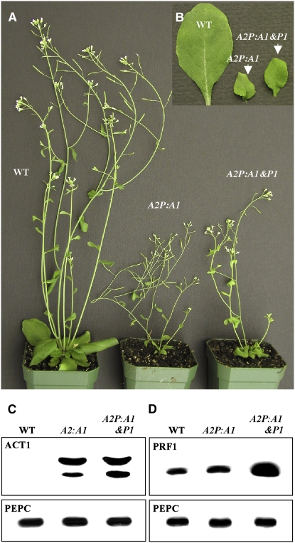 Figure 7.