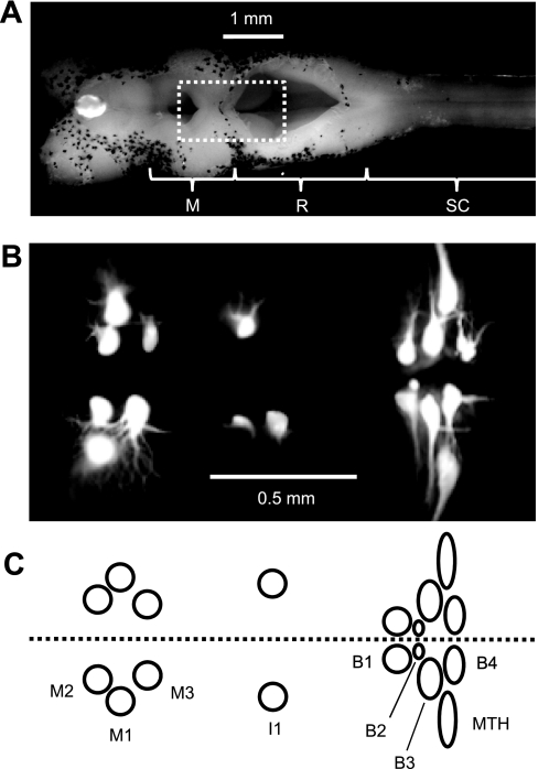 Fig. 1.