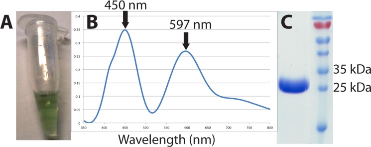 FIGURE 1.