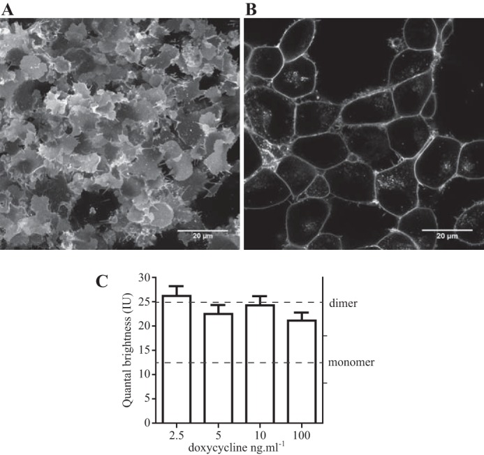 FIGURE 5.