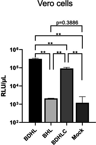 Graph plots the RFU value in Vero cells, with BDHL being the highest, BHL, BDHLC slightly lower than BDHL, and Mock the lowest.