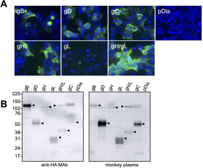 Micrographs feature transfected cells stained with a fluorescent antibody targeting an HA tag present on the B virus glycoproteins. Western blot feature bands at the size of the B virus glycoproteins.