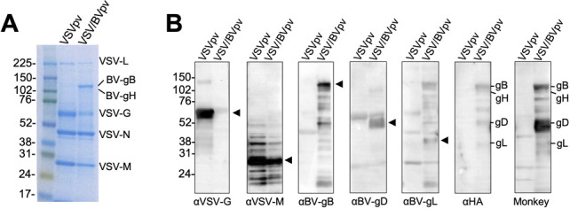 A CBB stain image with lanes for pseudovirus with and without BV glycoproteins and a western blot with sizes for the BV glycoproteins and a positive control using plasma from a monkey infected with BV are featured.