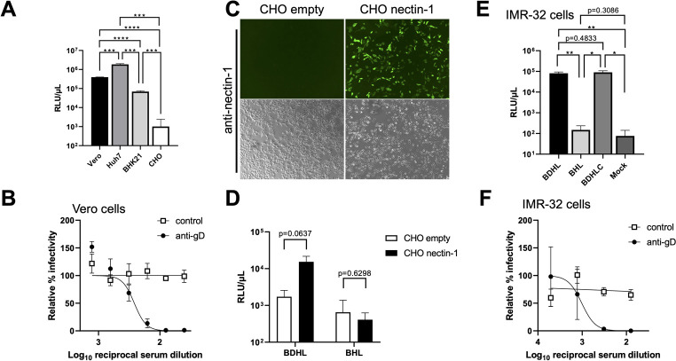 Graphs compare VSV BVpv infection in various cell lines, effect of anti-gD antibody on VSV BVpv infection in Vero and IMR-32, and infectivity of VSV pseudoviruses with and without gD in CHO. Micrographs feature nectin-1 protein localization.