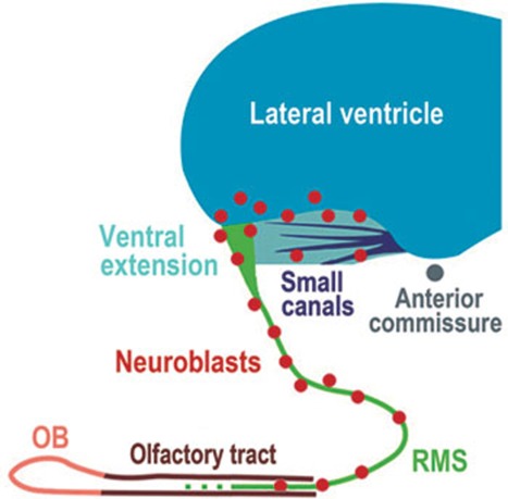 Figure 11