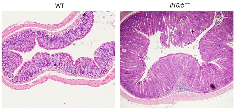 Figure 5.2