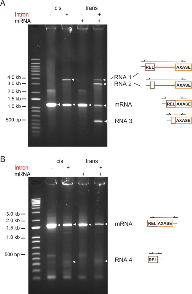 Figure 6—figure supplement 2.