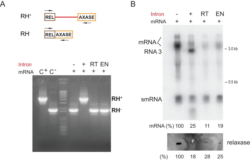 Figure 5—figure supplement 1.