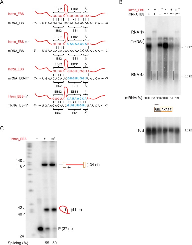 Figure 5—figure supplement 2.