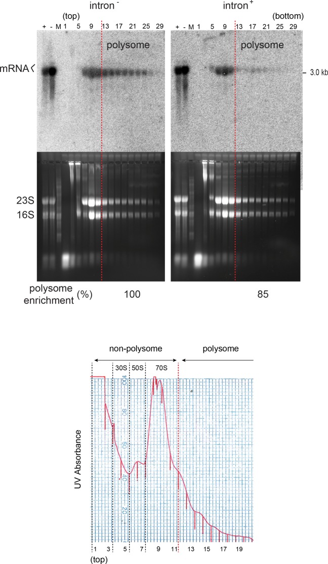 Figure 1—figure supplement 4.