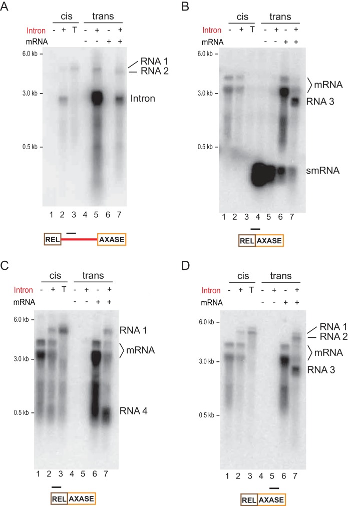 Figure 6—figure supplement 1.