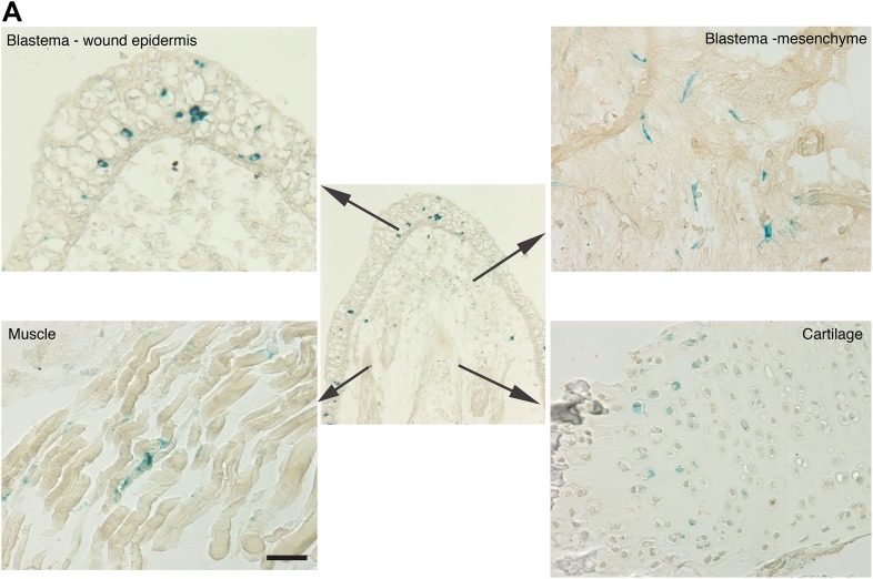 Figure 2—figure supplement 1.