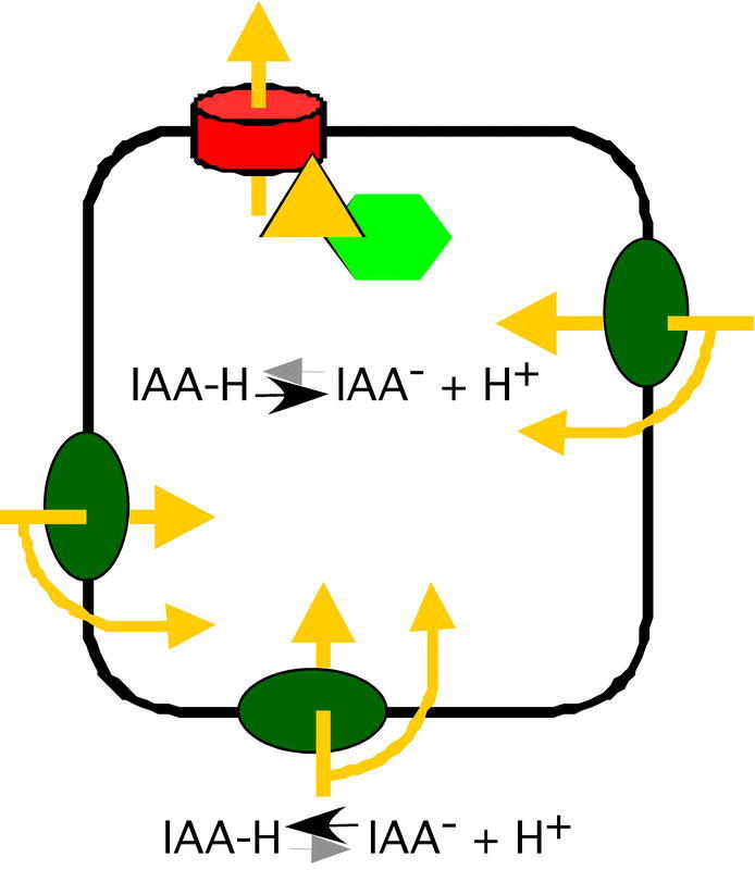 Figure 7.