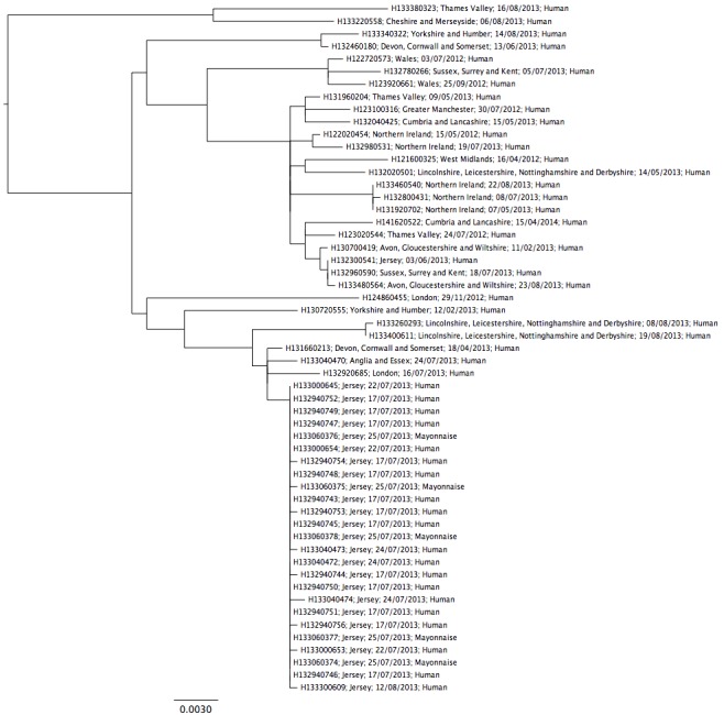 Salmonella Typhimurium DT 8