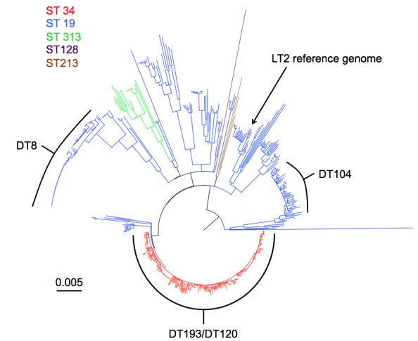 Phylogenetic tree of all Salmonella Typhimurium (EBG 1) sequenced by PHE until June 2014, with DT 8 isolates highlighted in red.