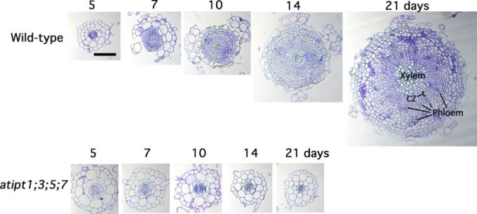 Figure 6. 