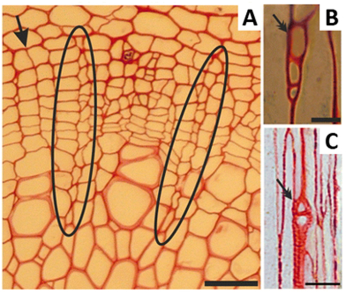 Figure 9. 