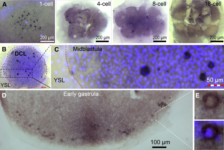 Figure 3