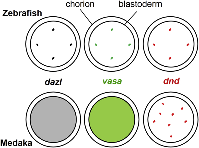 Figure 7