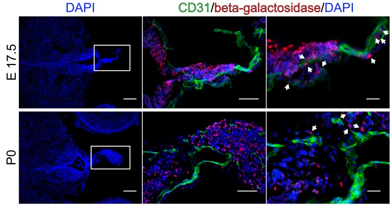 Figure 1—figure supplement 2.