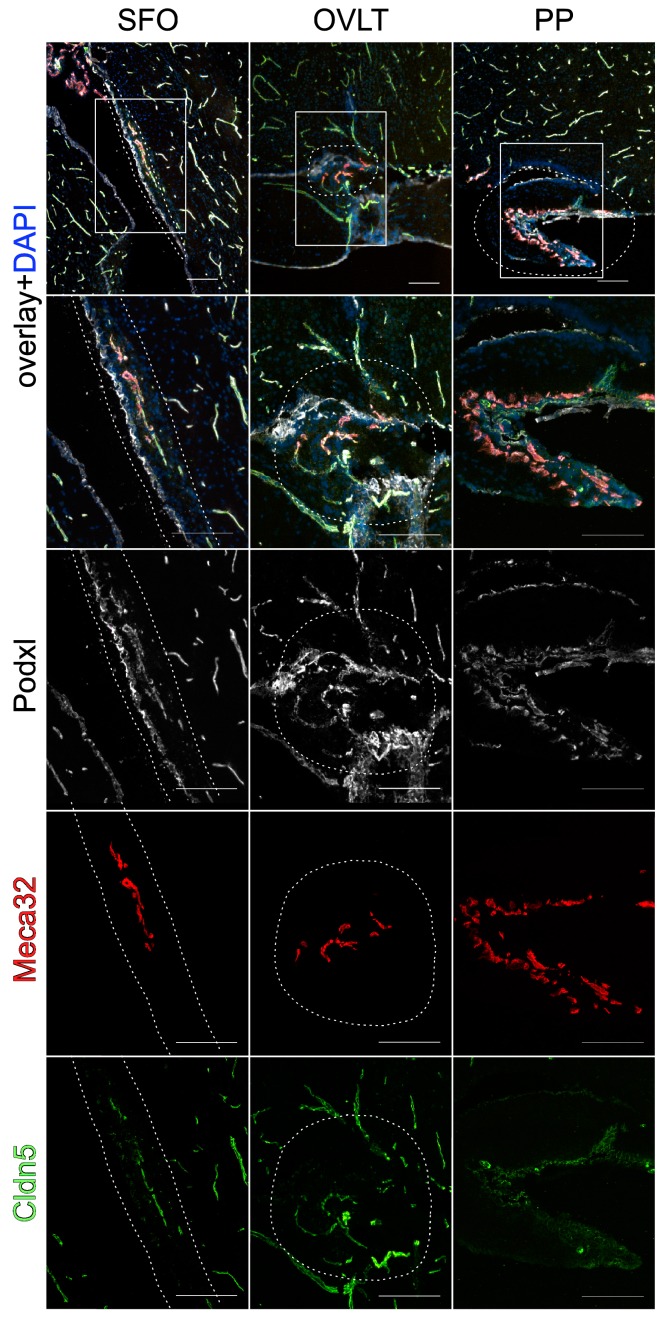 Figure 3—figure supplement 1.