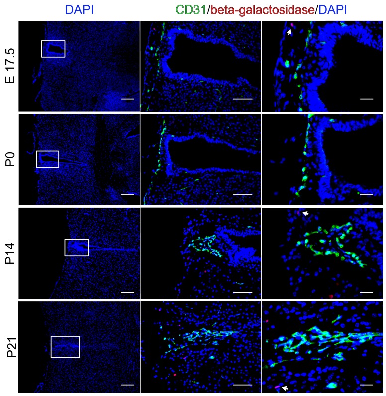 Figure 1—figure supplement 1.