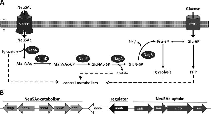 FIG 1