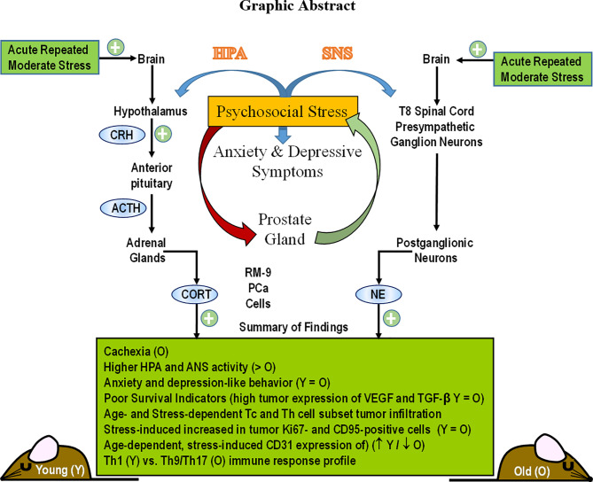 Graphical Abstract