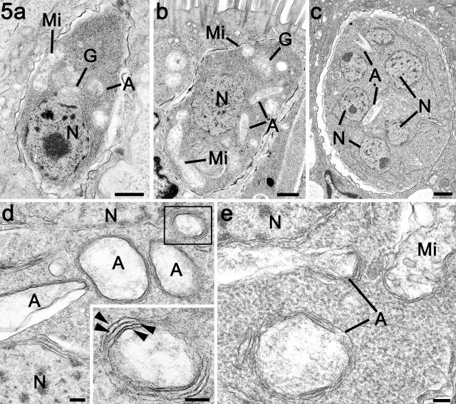 FIG. 5.