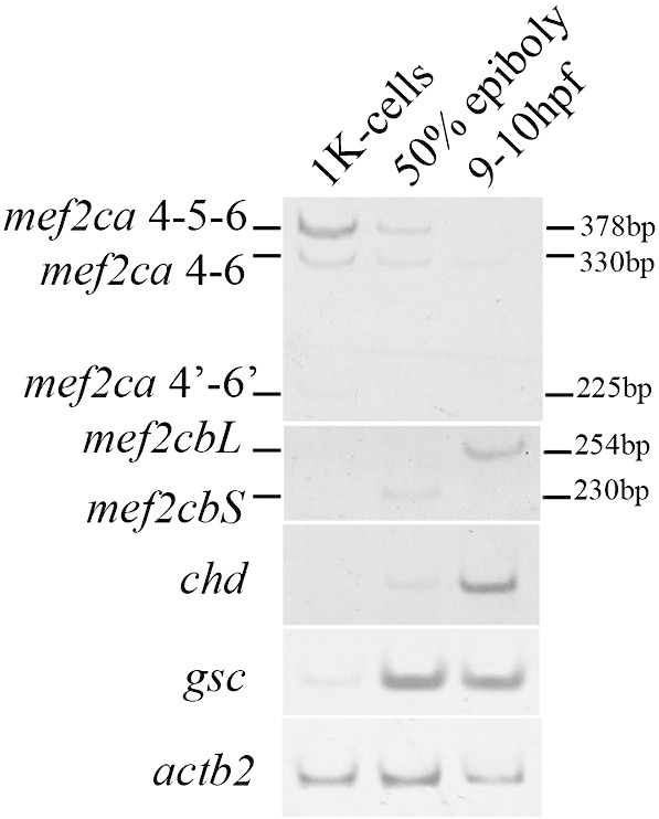 Fig. 8