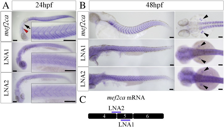 Fig. 4