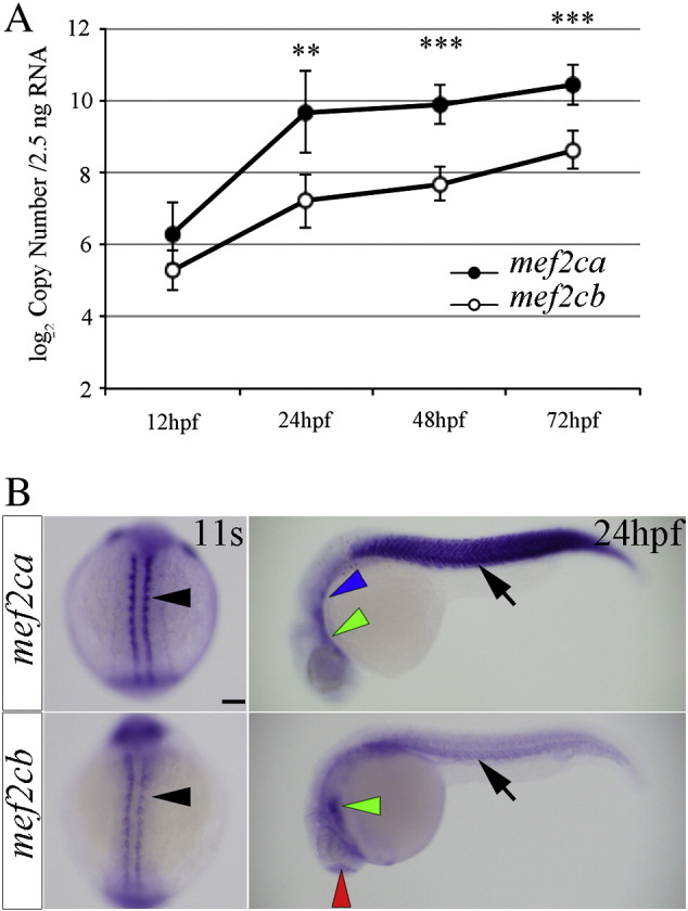 Fig. 2