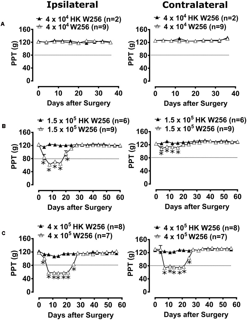 FIGURE 4