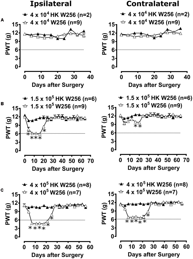 FIGURE 3