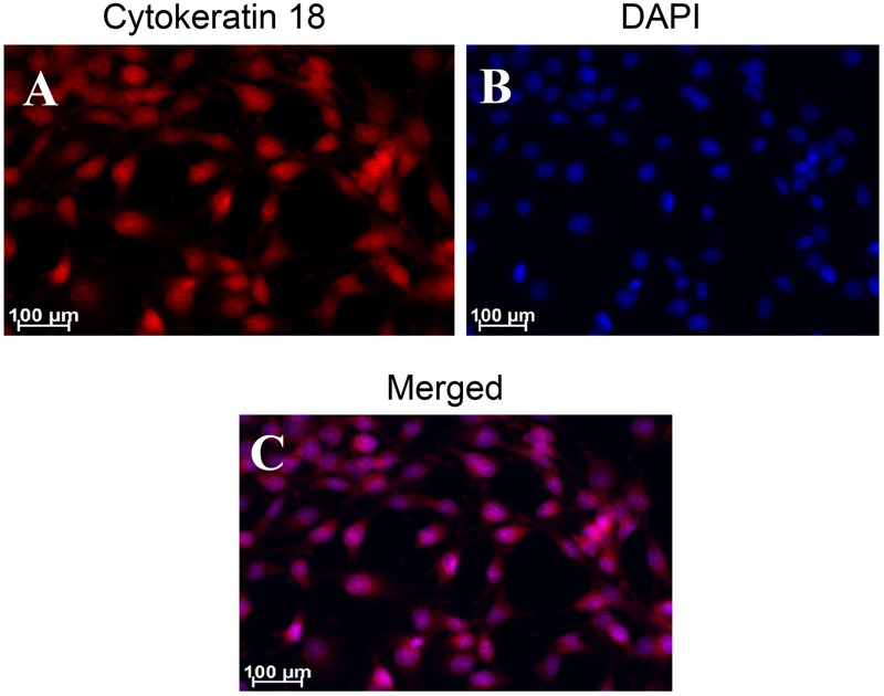 FIGURE 11