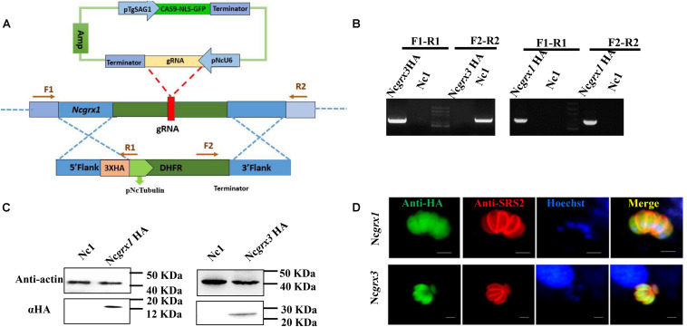 FIGURE 2