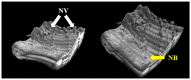 Fig. 10