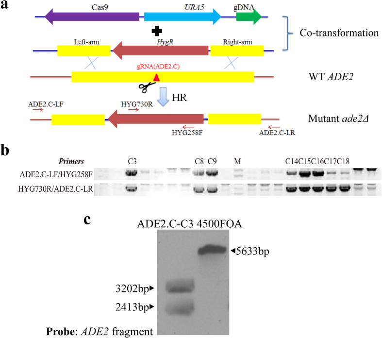 Figure 4