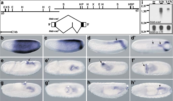 Fig. 1