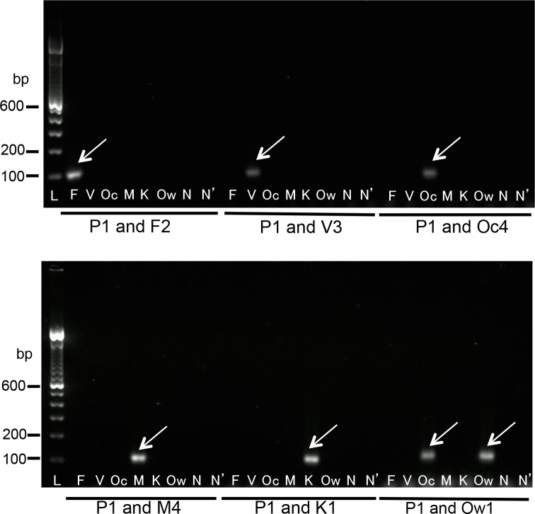 Fig 4