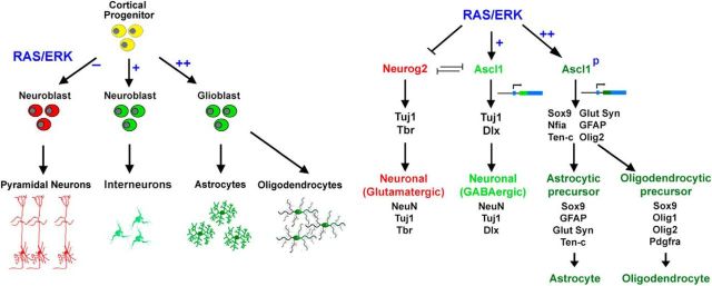 Figure 11.