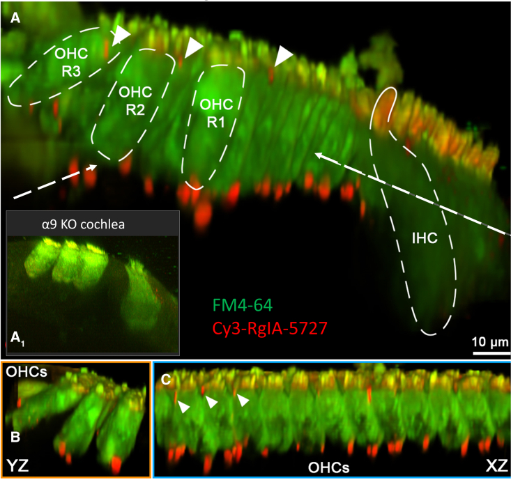 Figure 2