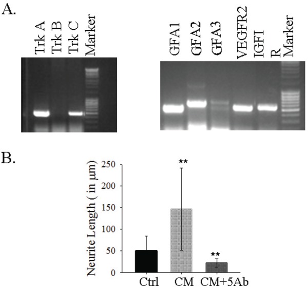 Fig. 3: