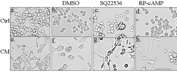 Fig. 6: