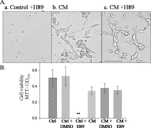 Fig. 7: