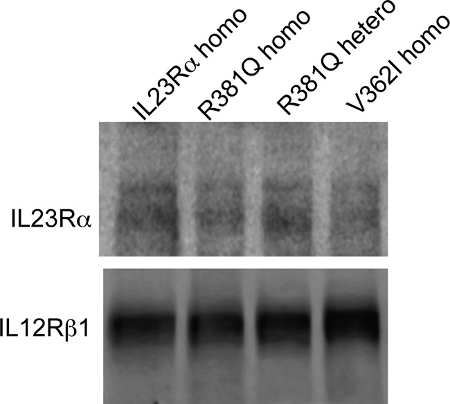 FIGURE 10.