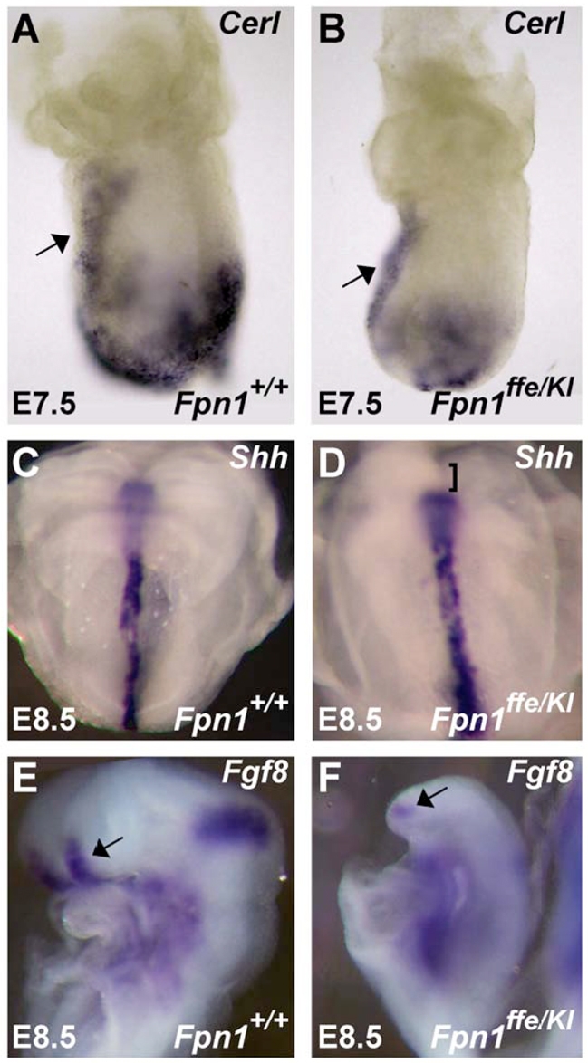 Fig. 8.