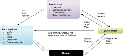 FIGURE 2