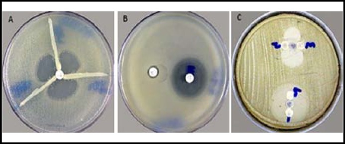 Fig.2