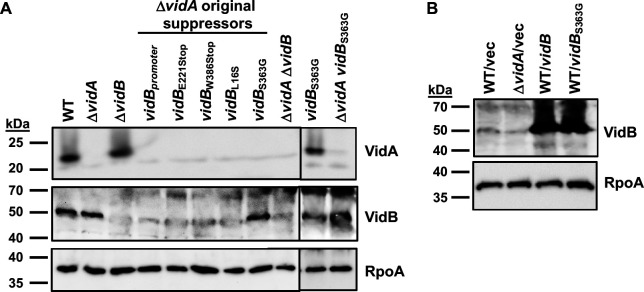 Fig 5